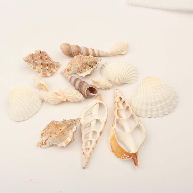 조개 껍질 Assorted shells